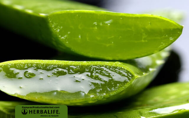 Bajar de peso con aloe vera